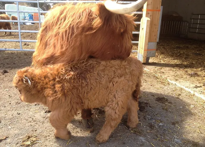 Apartment Alt Poschach